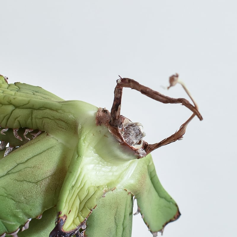 アガベ チタノタ チーター 