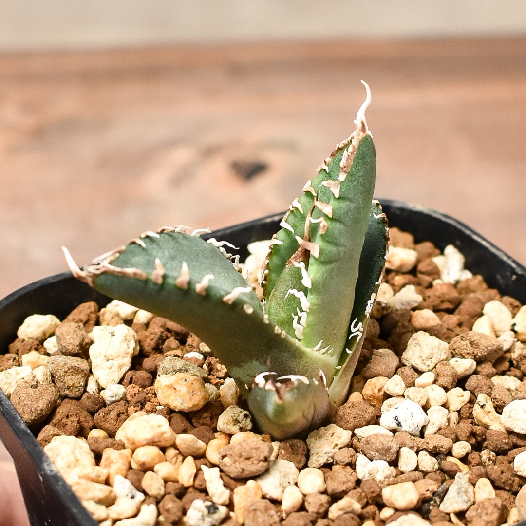 アガベ SAD斑入り　OC アガベ_SAD やや斑入り 【公式通販】