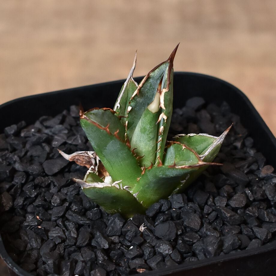 アガベ チタノタ ブラックファイヤー 