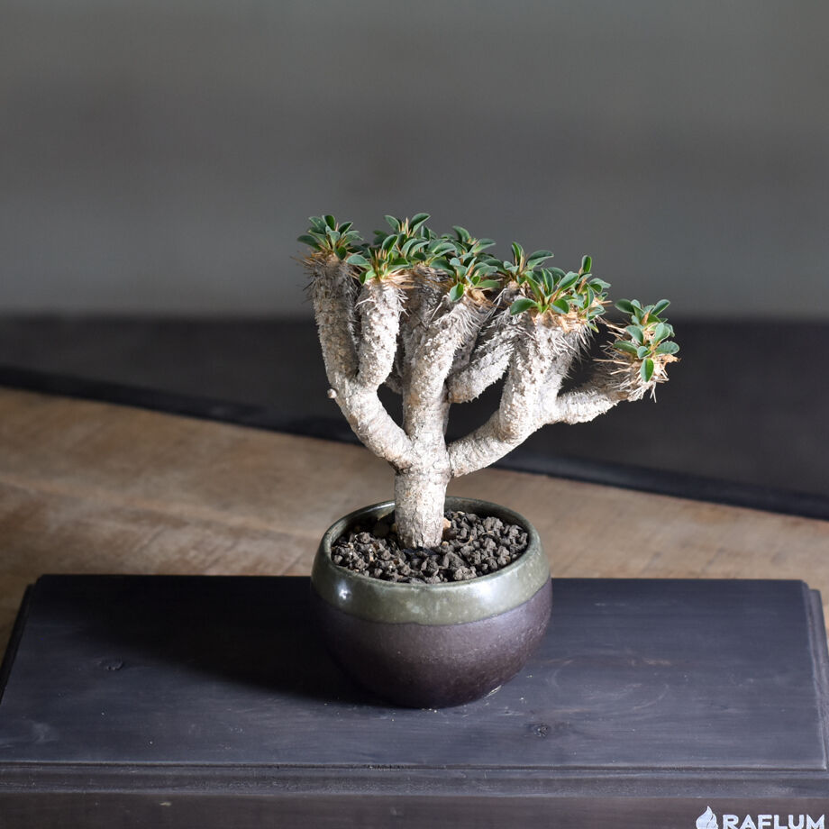 ユーフォルビア・ギラウミニアナ (現地球) RF22321 | RAFLUM / ラフラム