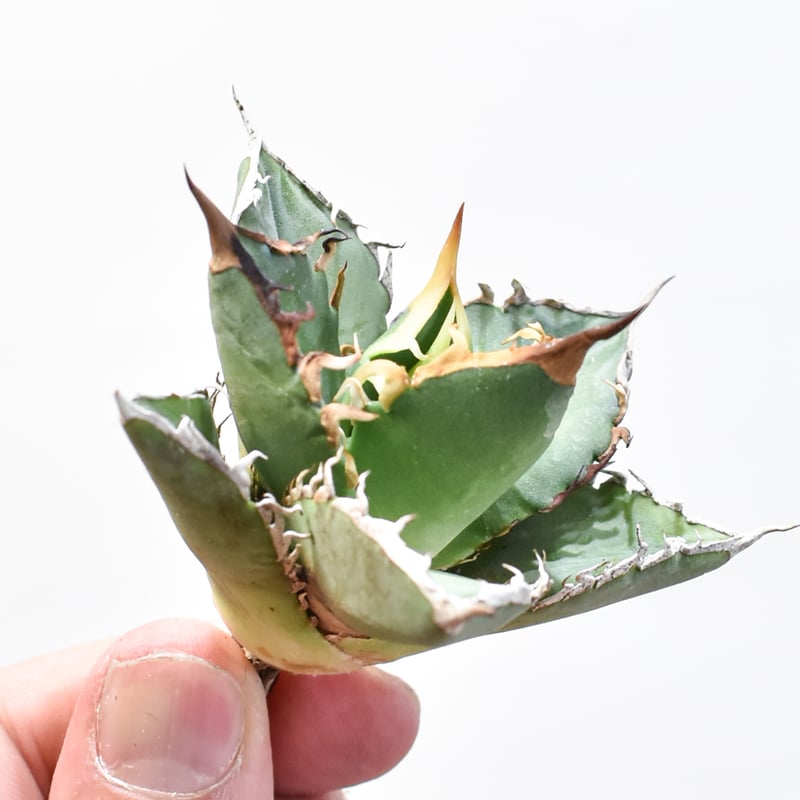 -Titanota Leo-アガベ チタノタ麗王 子株 アガベチタノタレオ Titanota Leo-アガベ チタノタ麗王 子株 アガベ