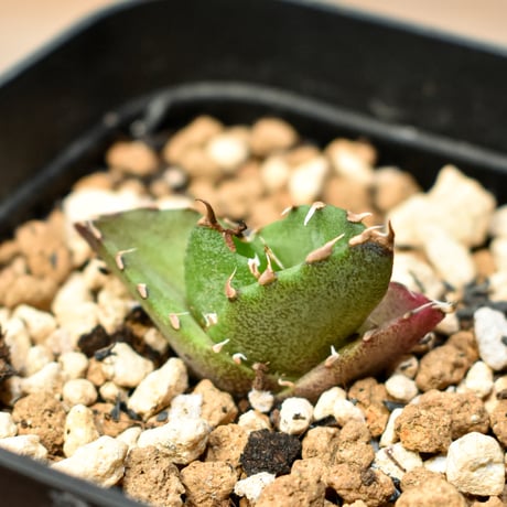 【RAFLUM育成株 5個セット】アガベ Mexico oteroi seeding / オテロイ実生 メキシコ産  【RAFLUM産/実生/子株】A3