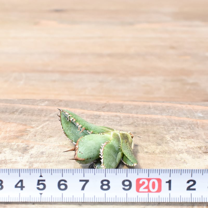 アガベ　麻花　台湾産 アガベ チタノタ 麻花 【台湾 dragon agave産/抜き苗】DG2400550 | R