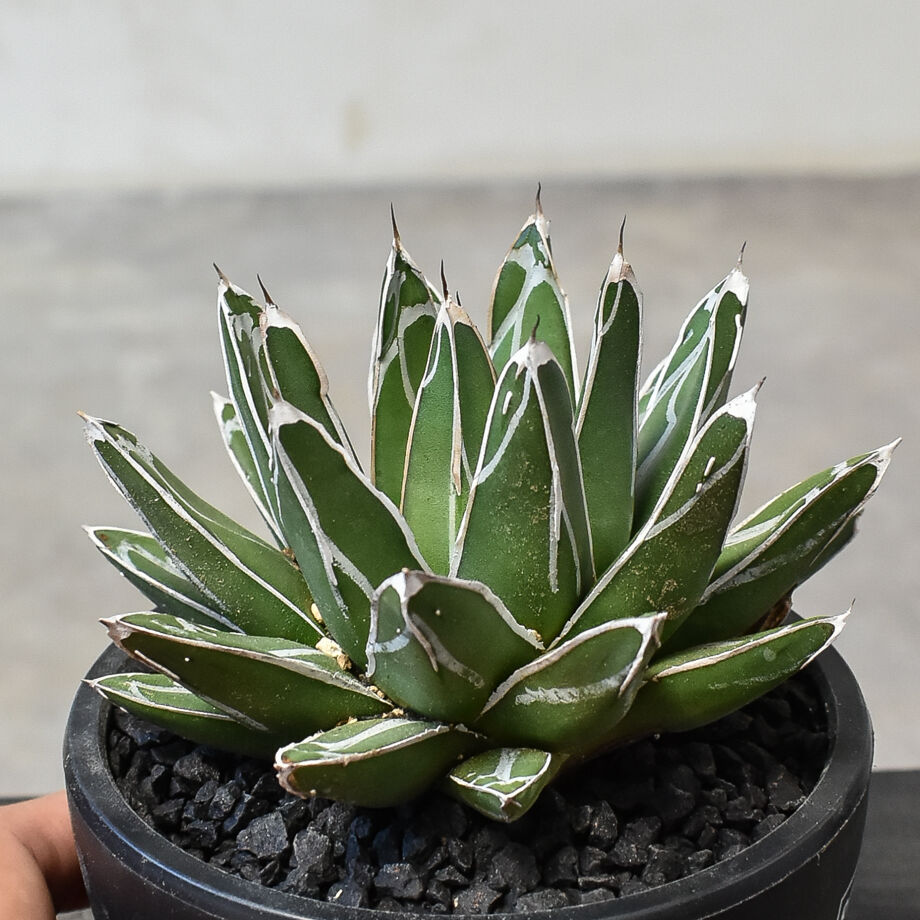 アガベ ビクトリアレジーナ 