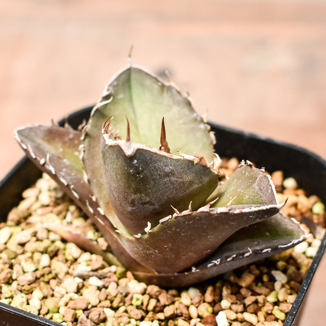 アガベチタノタ　トリケラトプス ✿トリケラトプスTC‪✿ @cactus__green 緑犀？って思うくらい 鋸歯‬