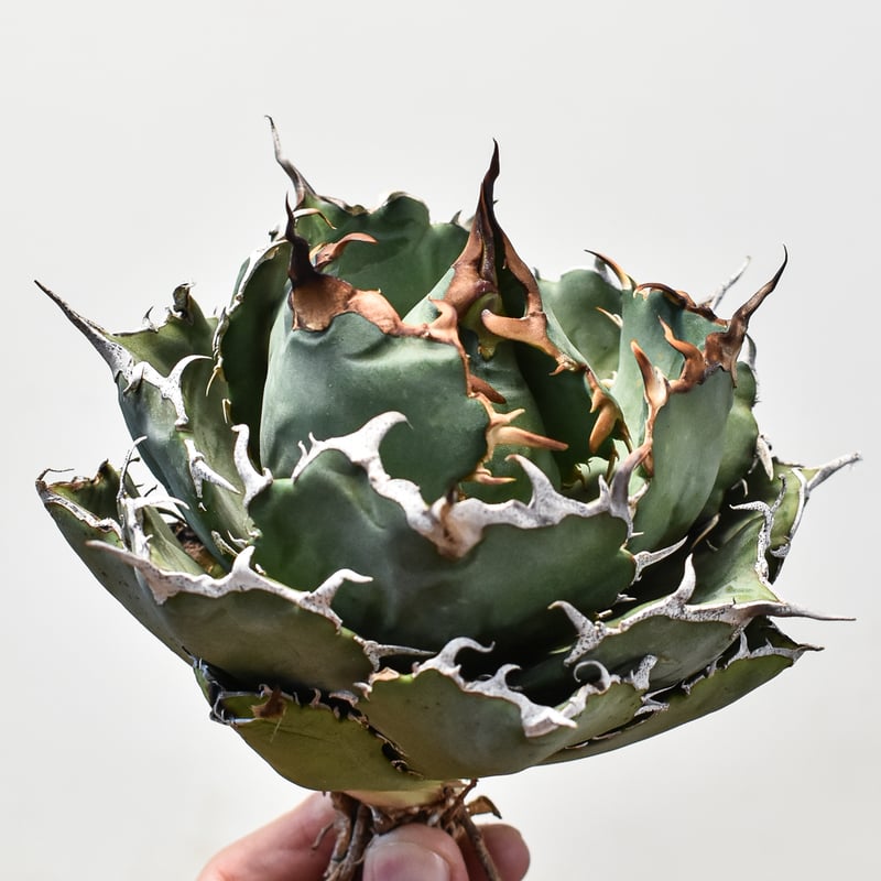 アガベ チタノタ 白鯨 