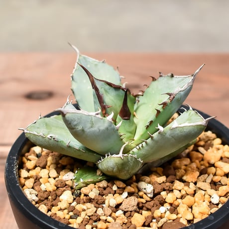 CATEGORY チタノタ フェニックス 