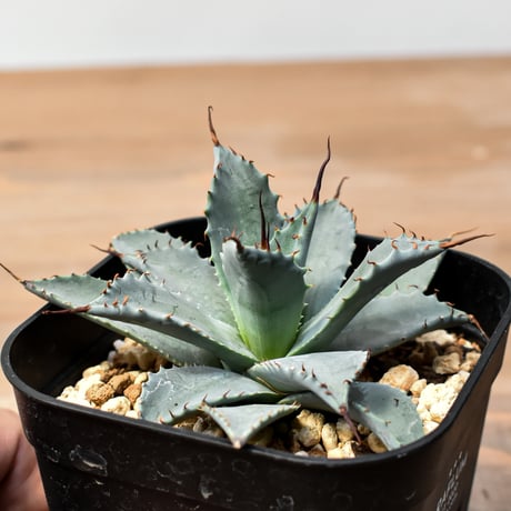アガベ ハイブリット 日系イシスメンシス×象牙妖炎（陽炎エボリ）【台湾botanical_seeker産】RF25011393