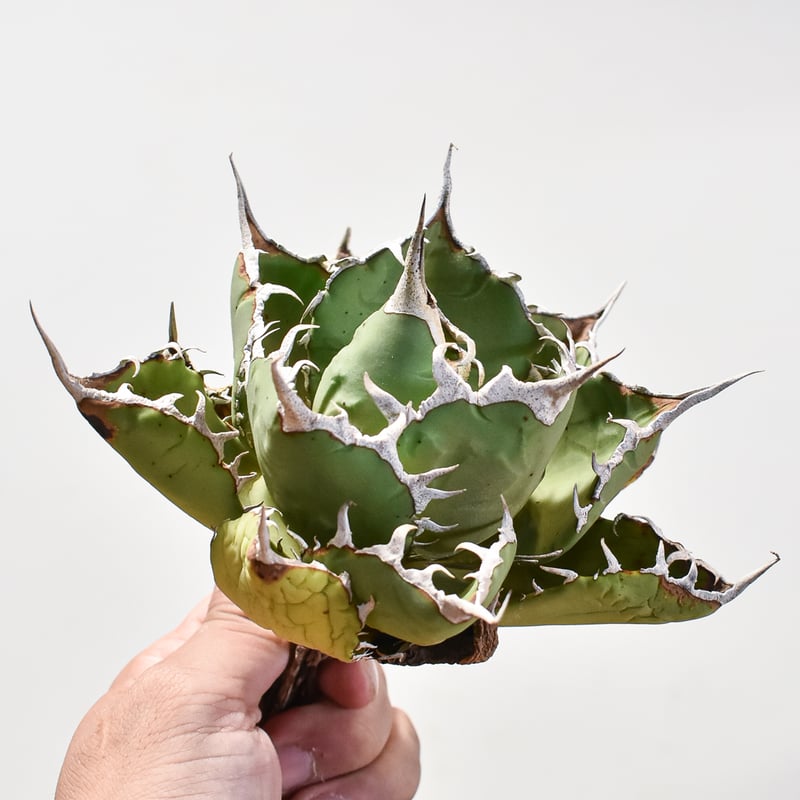 アガベ チタノタ　小島白刺　二頭　超レア株 アガベ チタノタ 小島白刺 【台湾 dragon agave産/抜き苗/中株