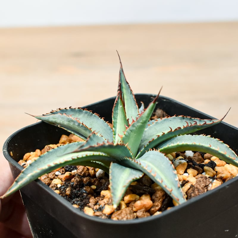 アガベ ハイブリット 