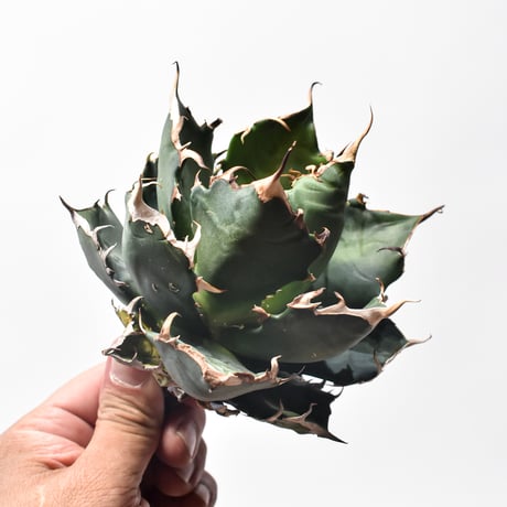 アガベ チタノタ "精品クレイジー"  【台湾 dragon agave産/中株/抜き苗販売】C83