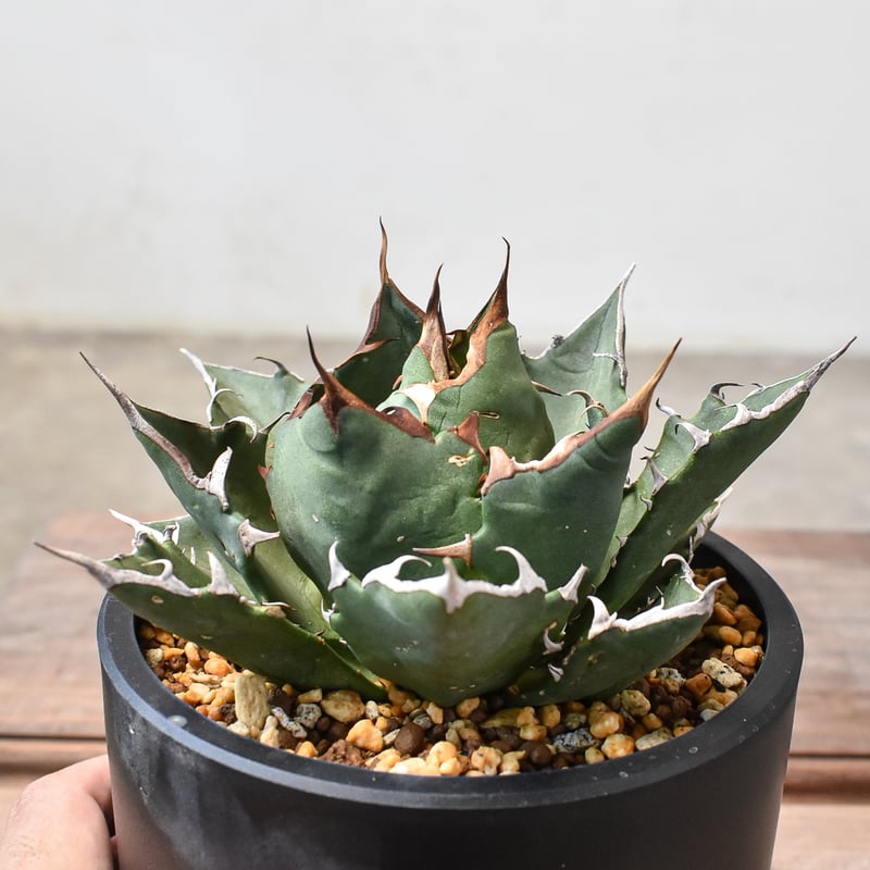 アガベ チタノタ 