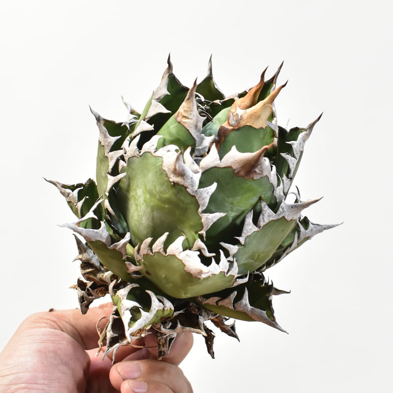 国内実生最高峰】アガベ チタノタ 赤猫 / レッドキャット【OSPセレクト