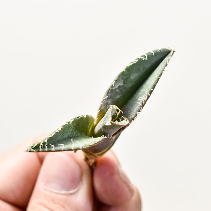 アガベ チタノタ 