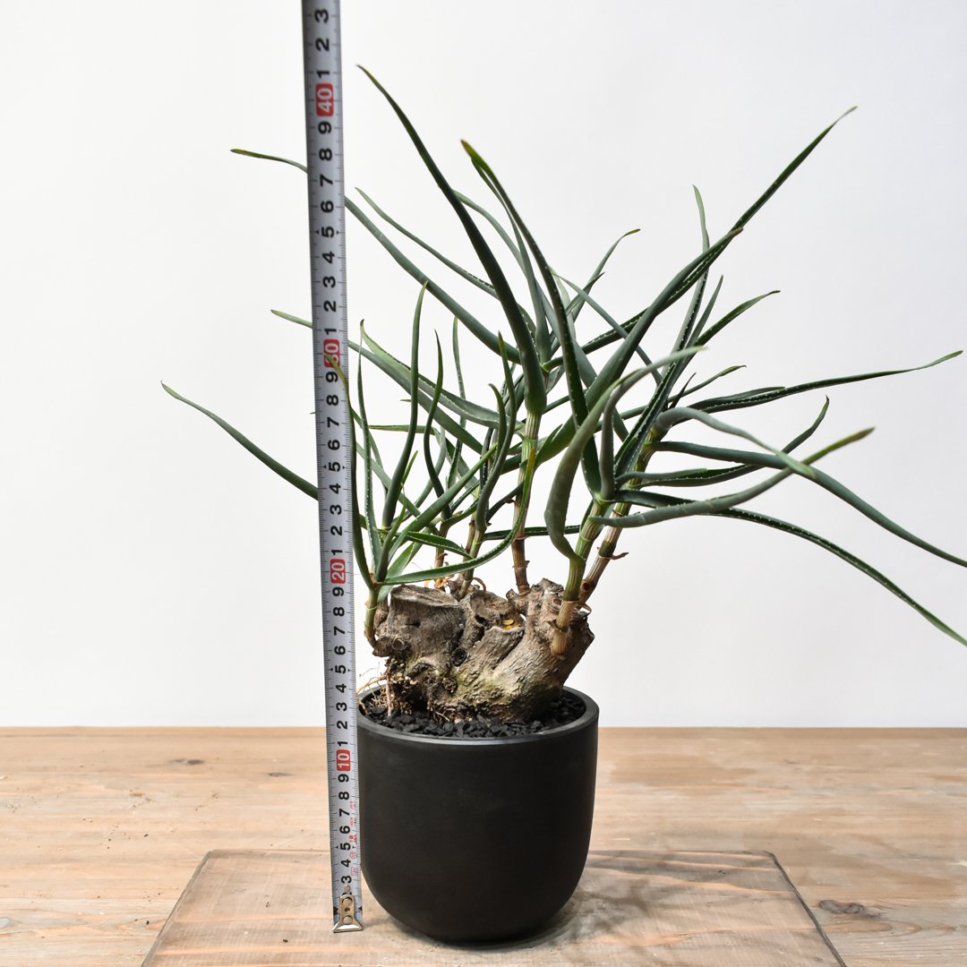 アロエ　ストリアツラ アロエ・ストリアツラ | trigger