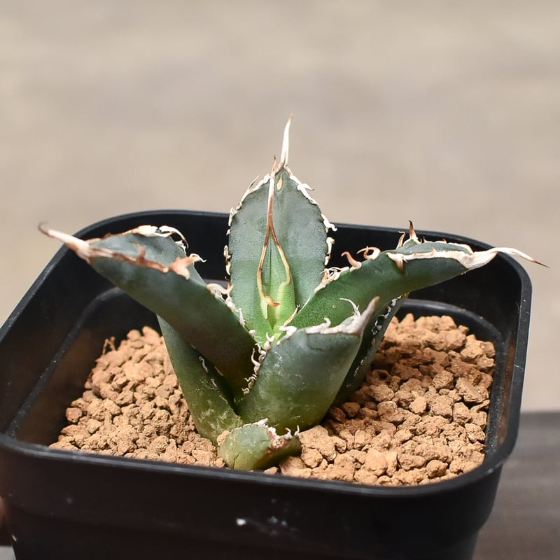 アガベ チタノタ 