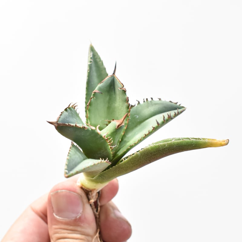 アガベ チタノタ DENNIS040 