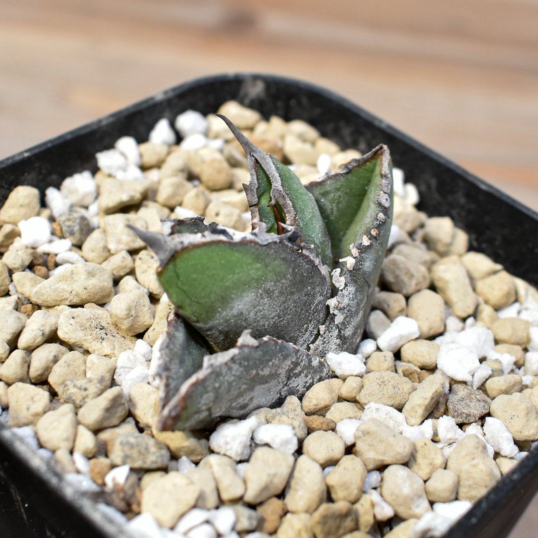 アガベ チタノタ 