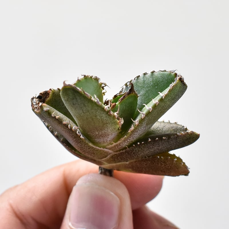 アガベ チタノタ 