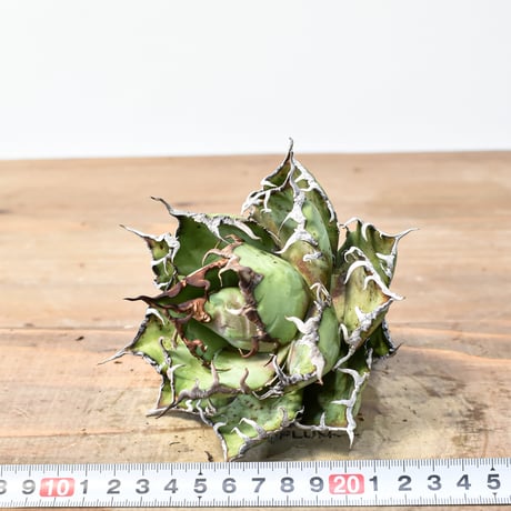 アガベ チタノタ 精品シーザー / 精品凱撒  【台湾 dragon agave産/中株/抜き苗】C106