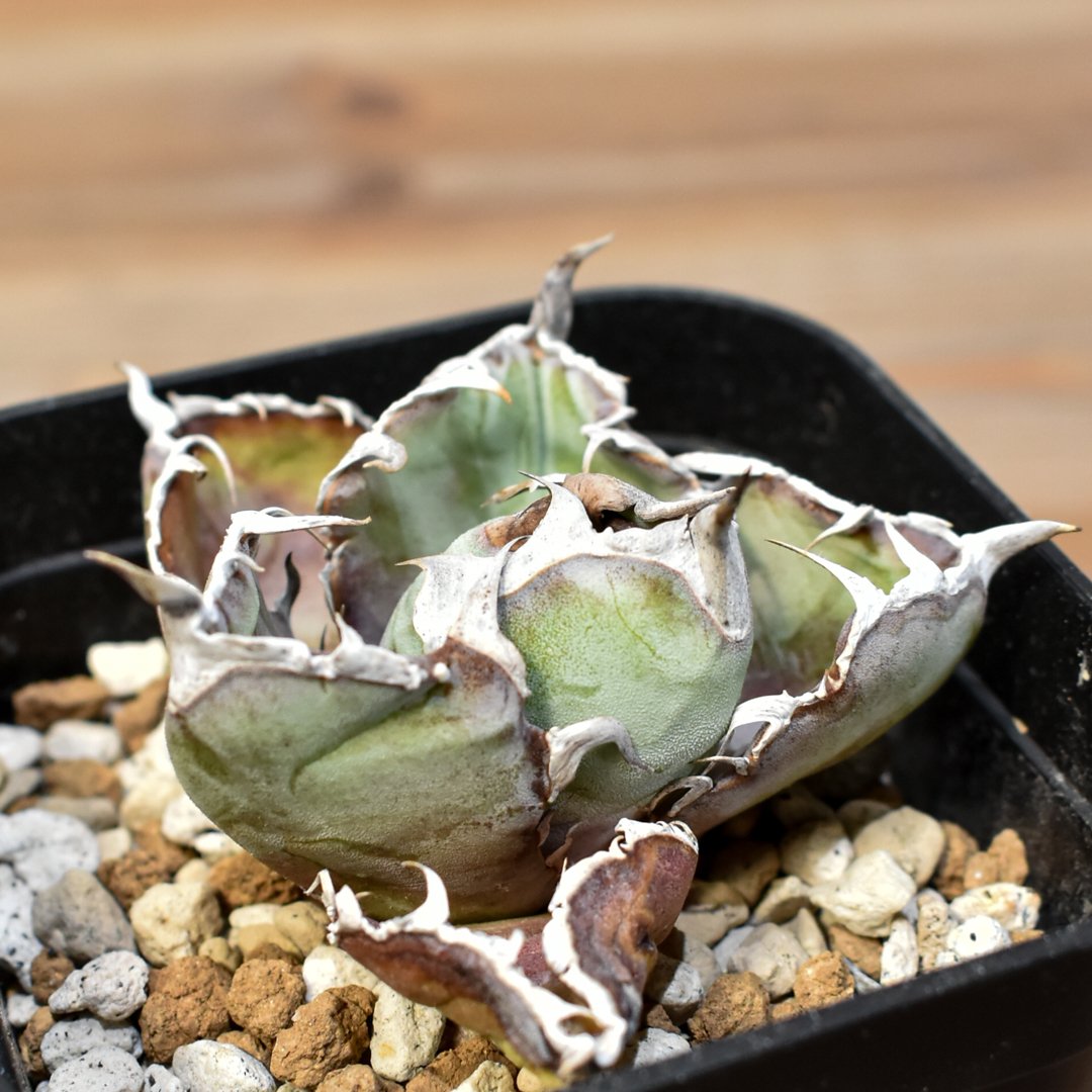 ト*シ様 F12062☆オークション☆超特大！ イラン産 アガベ チタノタ