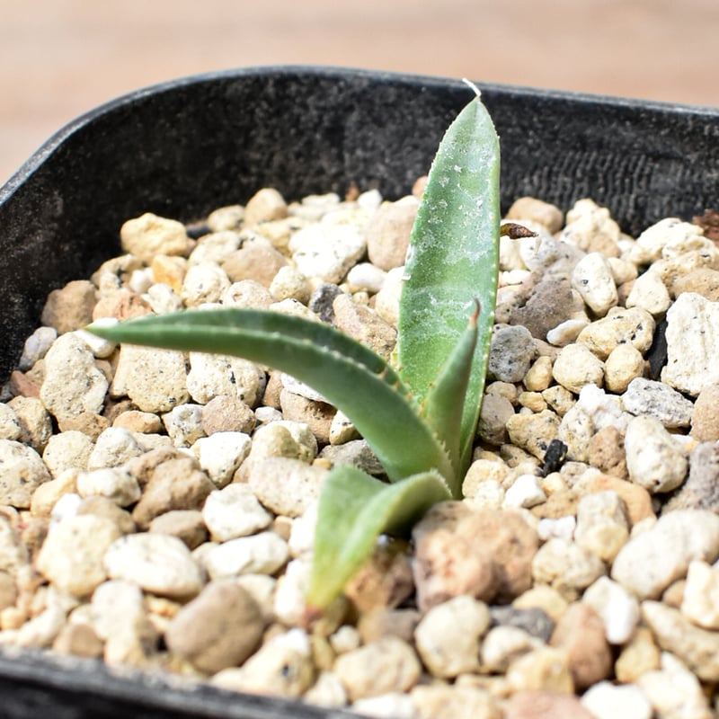 ジェレミー産 Hidden Agaveエボリスピナ×(コロラータ×ネバデンシス) ユタ系ハイブリッド😎 pic.1 ネバデンシス × コロラータ pic.2