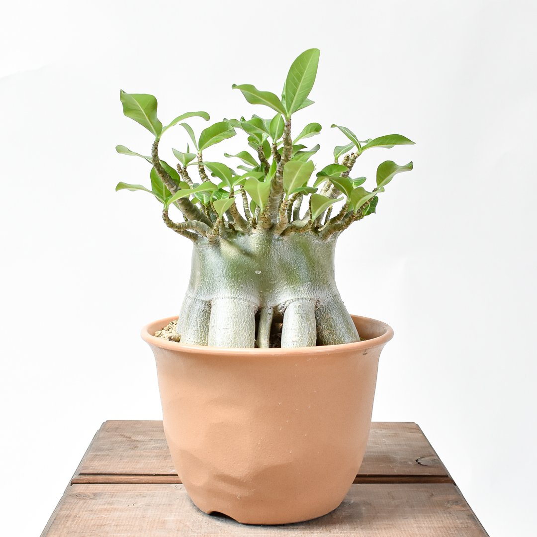 アデニウム　大株 fit=scale-down,w=1200