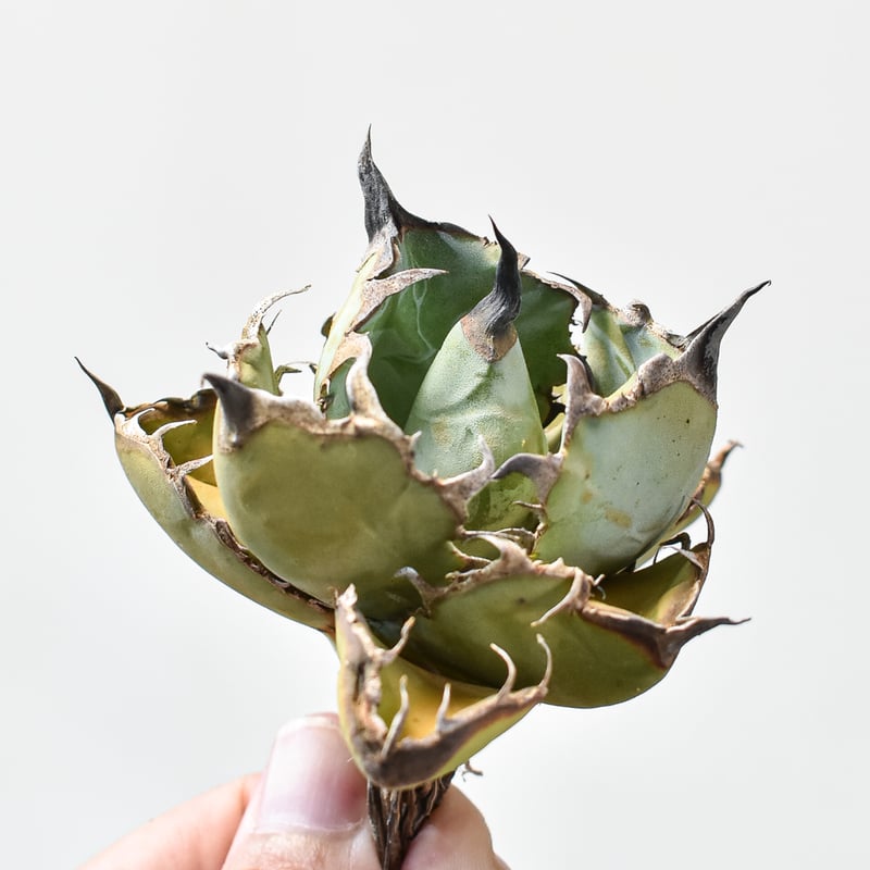 アガベ チタノタ ブラックアンドブルー / BB 藍球 【台湾 dragon agave