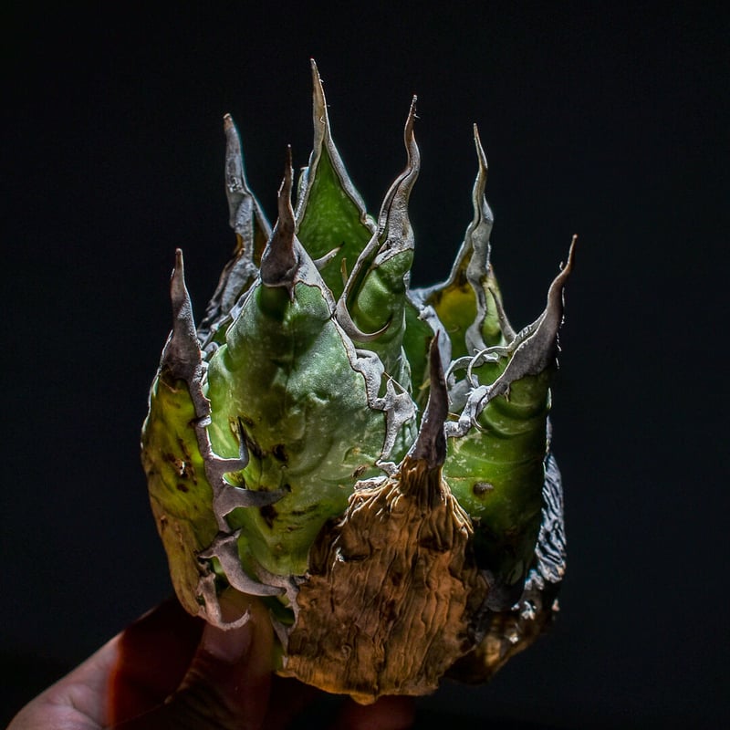 ま*ち様 アガベ オテロイオアハカ　コヨーテ アガベ アガベチタノタ オアハカ オテロイ コヨーテ coyote