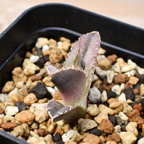 【RAFLUM育成株 5個セット】アガベ Mexico oteroi seeding / オテロイ実生 メキシコ産  【RAFLUM産/実生/子株】G