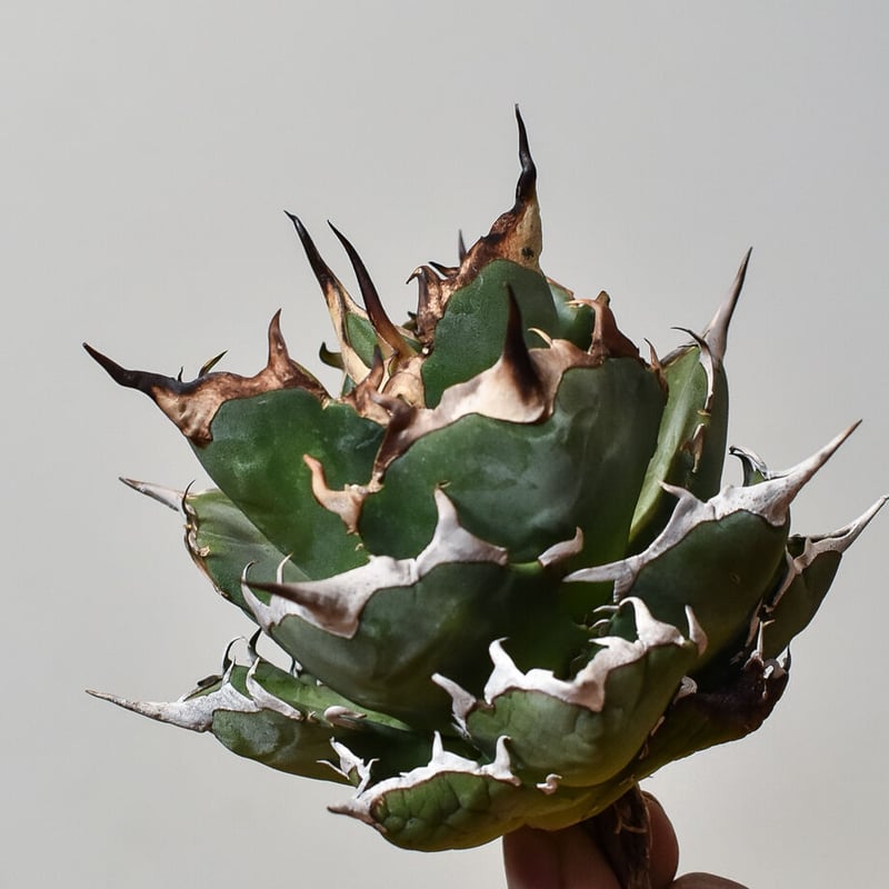 アガベ チタノタ ハデス 