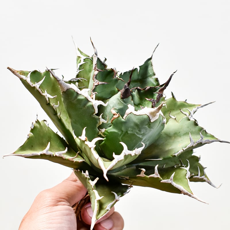 【酒小僧】ホウオウ クリスタルタイプ　アンリミ 酒小僧様専用】ホウオウ クリスタルタイプ アンリミ