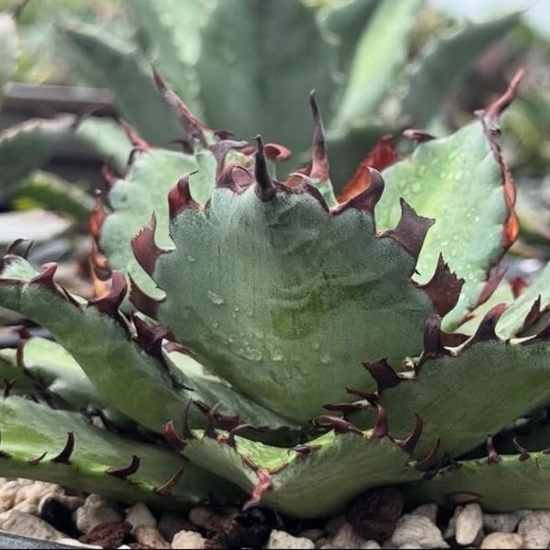 アガベ ハイブリット 