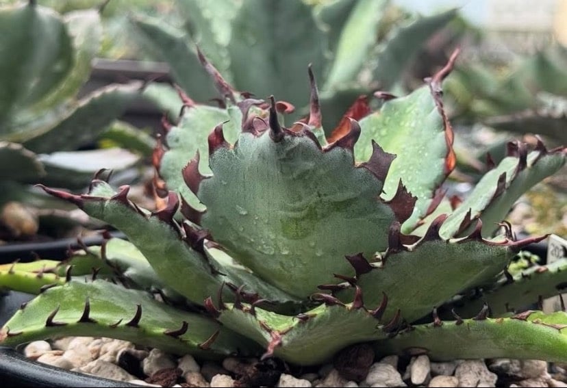 アガベ ハイブリット 