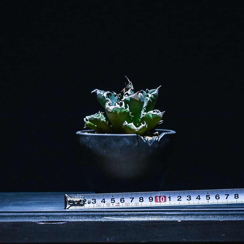 アガベ チタノタ ソーラーエクリプス