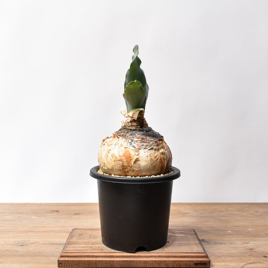 ブーファン ハエマンソイデス 