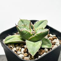 アガベ　ジェントリー　3苗 抜き苗 アガベ ジェントリー ジョーズ 抜き苗販売【お買い逃し厳禁