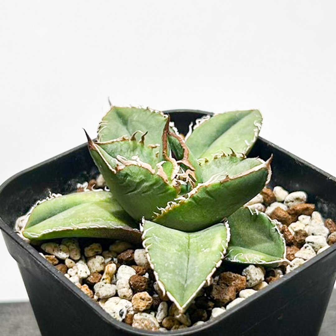 アガベ　チタノタ　流星　五頭株 アガベ チタノタ 