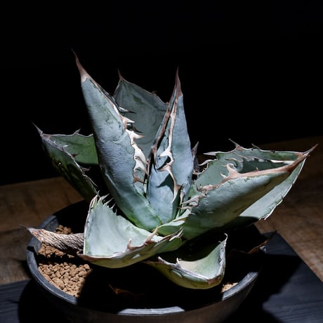 アガベ チタノタ ランチョタンバー 大株 幅広の葉 幅18㎝ 発根済 アガベ チタノタ ランチョタンバー 大株 幅広の葉 幅18㎝ 発根済