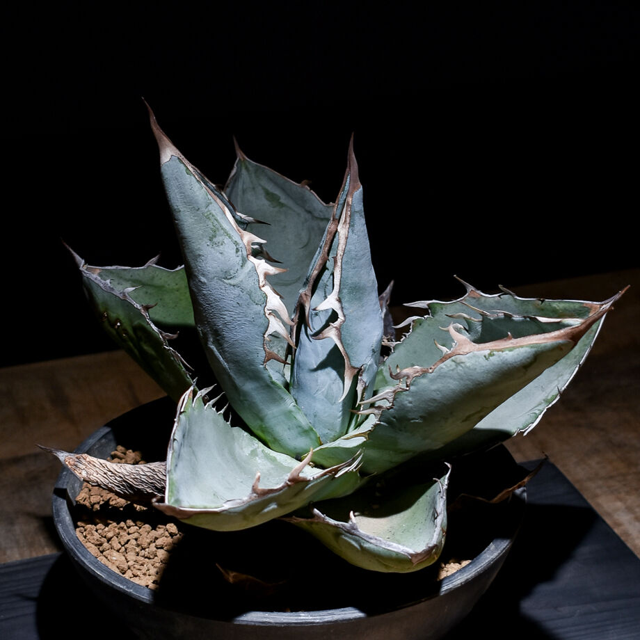 アガベ チタノタ ランチョタンバー （発根済み）RFD005 | RAFLUM  