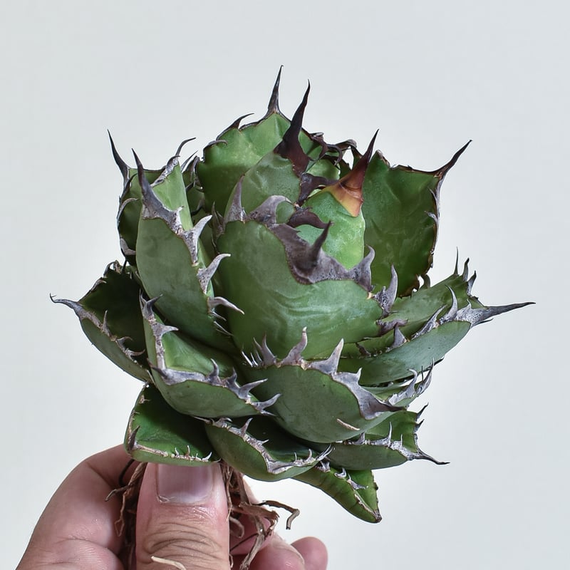 アガベ チタノタ 