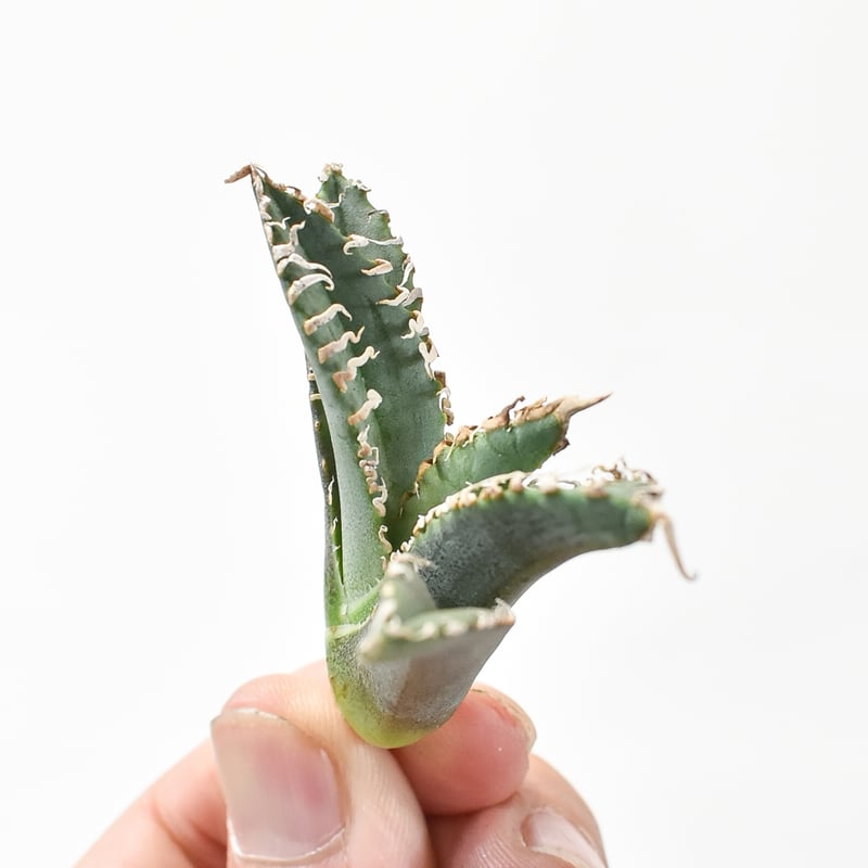 アガベ チタノタ ゴジラ 