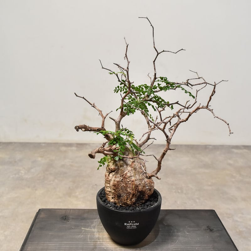 オペルクリカリア　パキプス　発根確認株 オペルクリカリア パキプス 発根管理株