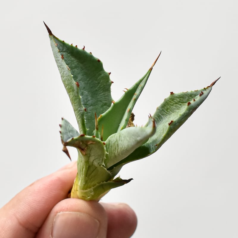 アガベ ハイブリッド　雷神　トップうねるタイプ 瀧之白絲×血雨雷神 コンパクトで赤いトップうねうねでよき
