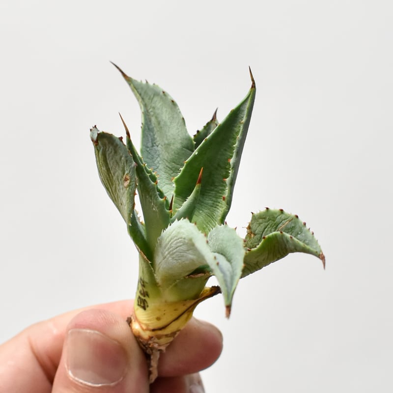 アガベ ハイブリット 