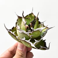 ユーフォルビア クラビゲラ 