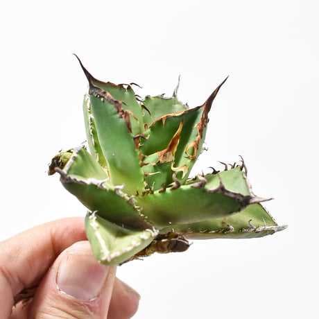 アガベチタノタゼウス | STORES