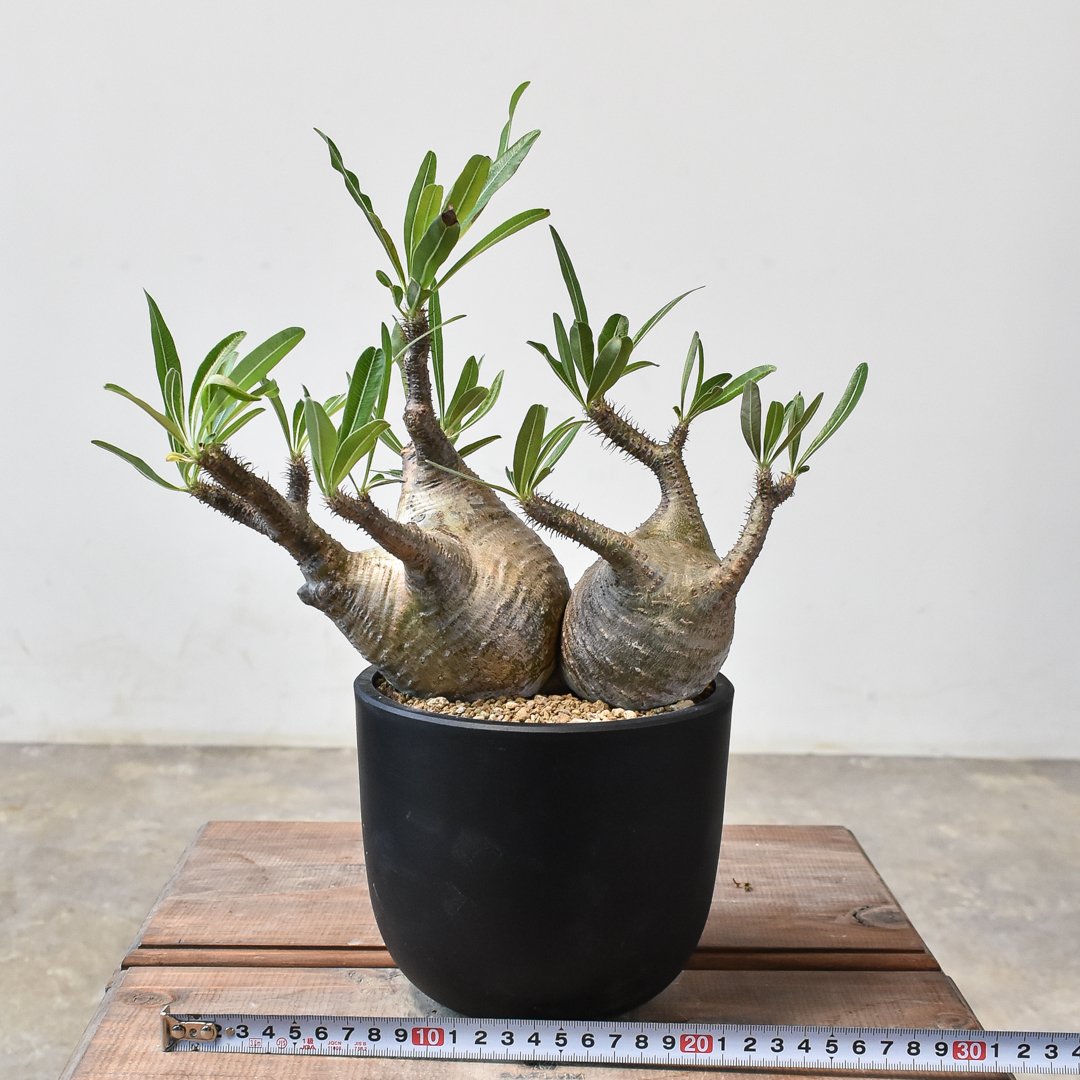 【ダブルヘッド】 パキポディウム グラキリス マルチヘッド 多頭 パキプス ダブルヘッド】 パキポディウム グラキリス マルチヘッド 多頭