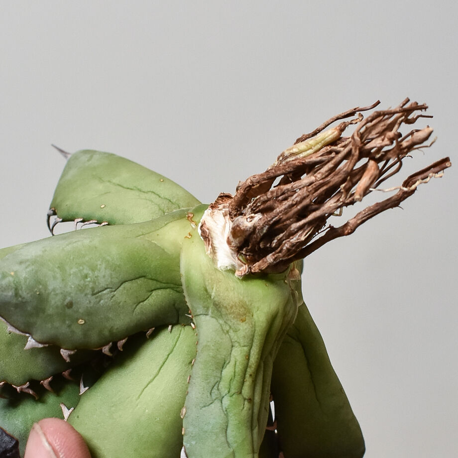 アガベ チタノタ 鳳凰 フェニックス #020 アガベ チタノタ フェニックス