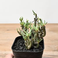 ユーフォルビア スコエンランディ 